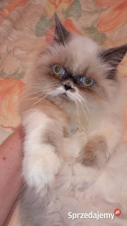 Kocięta persiki Perski Ciechanowiec sprzedam