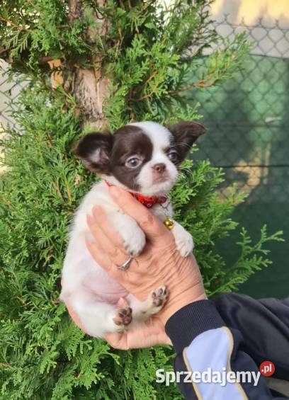 Chihuahua śliczna suczka długowłosa biało śląskie sprzedam