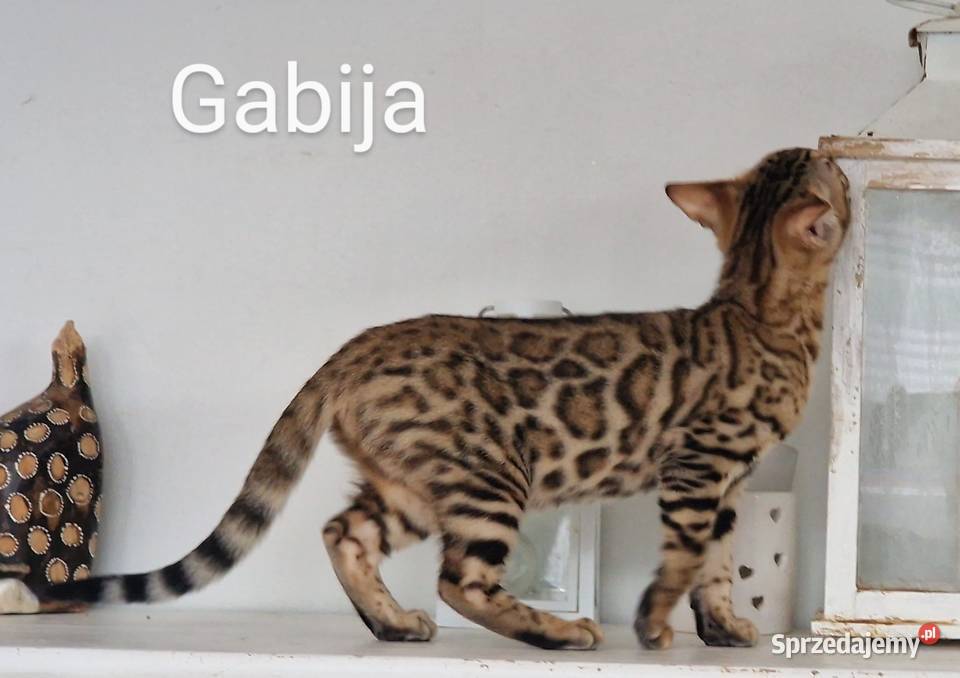 Perfekcyjna kotka bengalska Gabija Konin