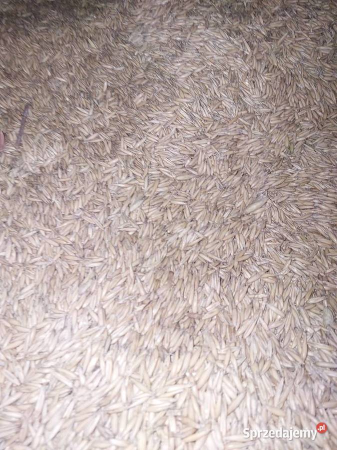 Owies ozimy KWS Snowbird Sokołów Podlaski sprzedam