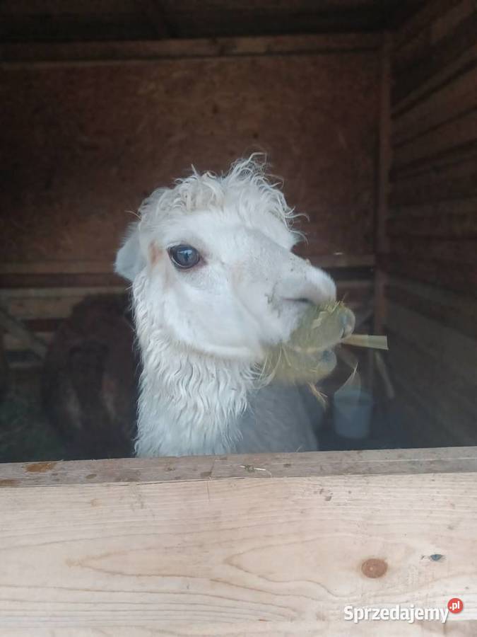 Samica alpaka suri opolskie Opole