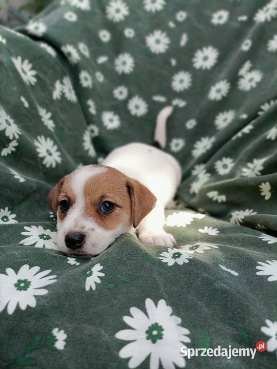 Wzorcowe Jack Russell terrier rodzice rodowód Krapkowice