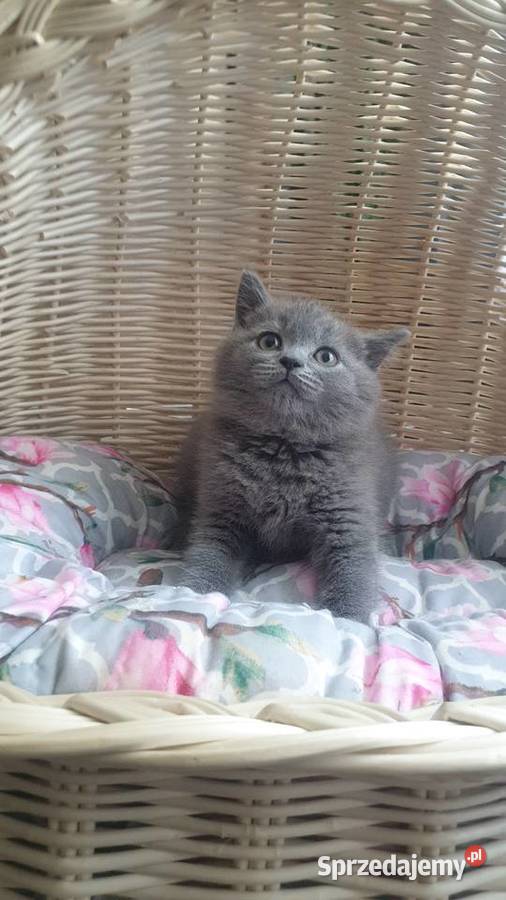 Kocurek Szkocki niebieski prostouchy Katowice