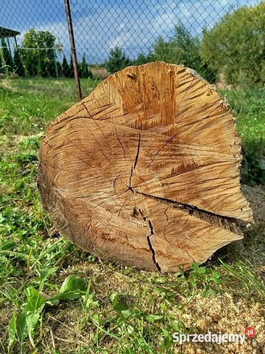 Pień orzecha włoskiego suchy Lublin sprzedam