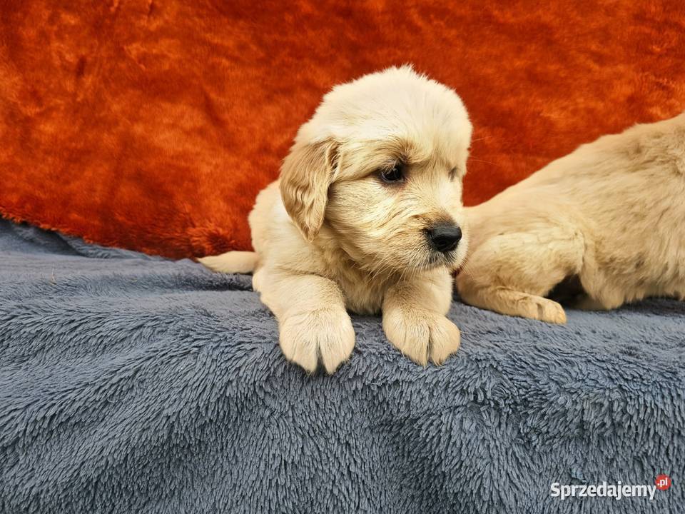 Golden Retriever złoty szczeniak Polesie