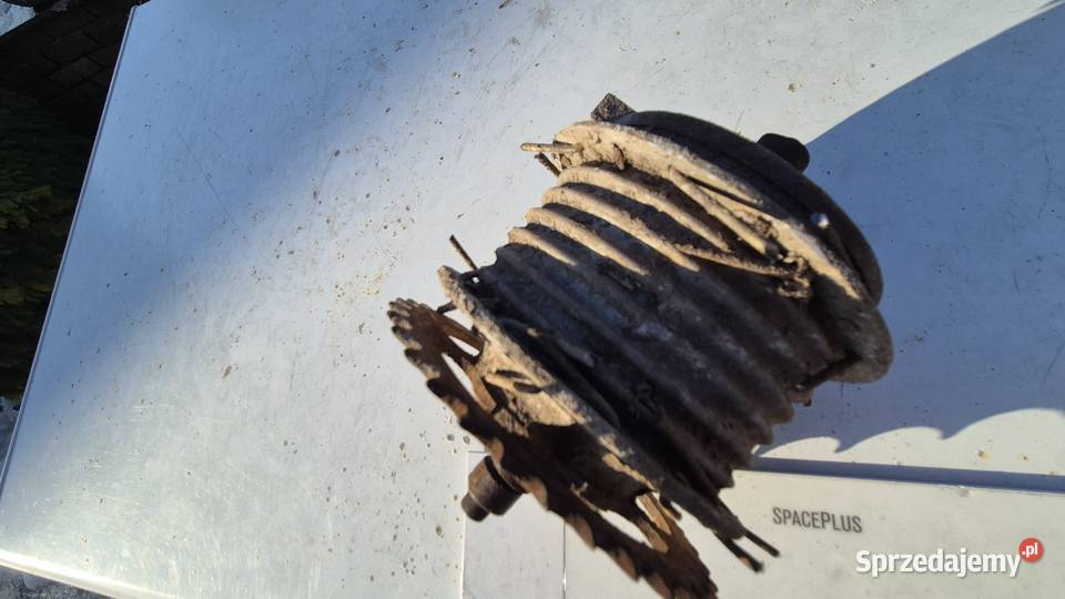 Komar piasta podlaskie