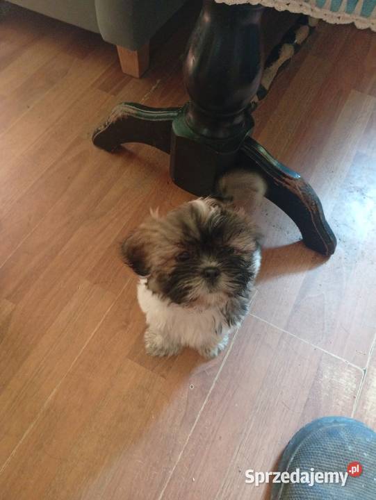Piękny piesek shih tzu z rodowodem dolnośląskie Dzierżkowice