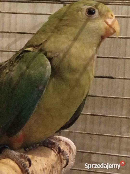 Papuga Barabanda księżniczka tarczowa sprzedam Zielona Góra sprzedam