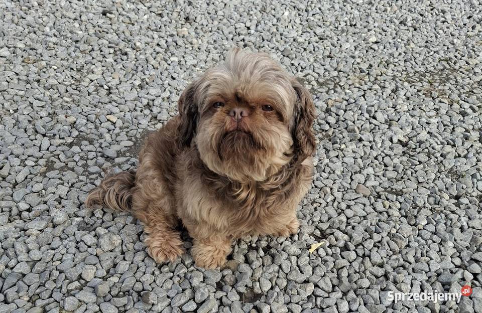 Shih tzu piesek dorosły czekoladowy wykastrowany Rzeszów