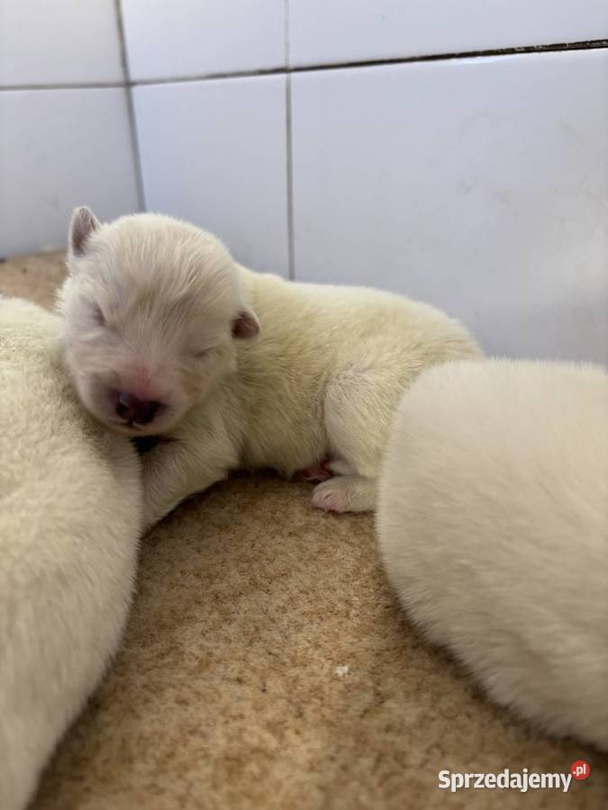 Szczenięta Samoyed Pabianice