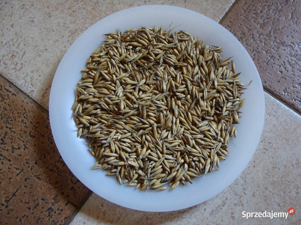 Sprzedam owies Bingo