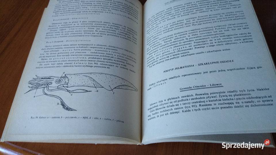 Ćwiczenia z zoologii Jolanta HempelZawitkowska pomorskie Gdańsk