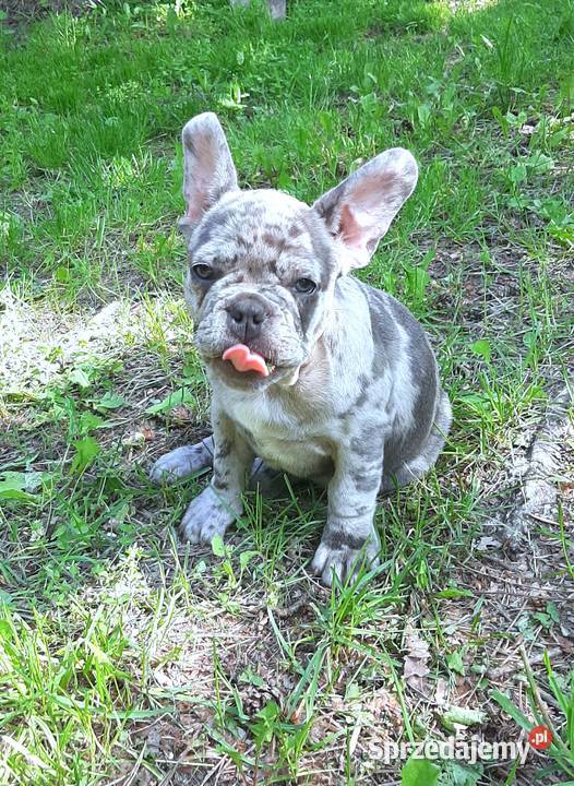 Buldog francuski sunia