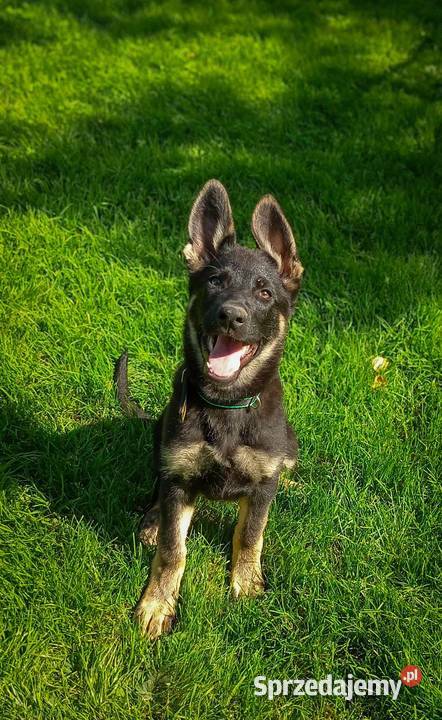 Owczarek niemiecki krótkowłosy suczka czarna lubelskie Rożki-Kolonia