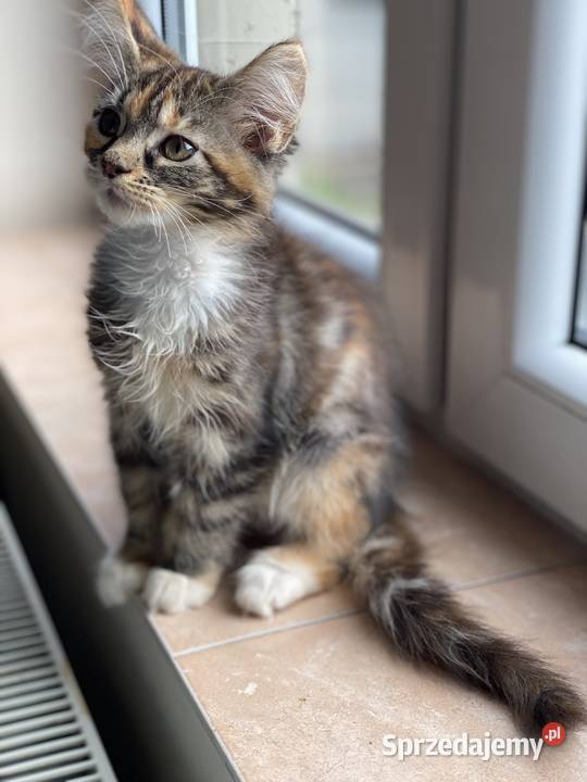 Kotki maine coon szylkretki Góra Kalwaria