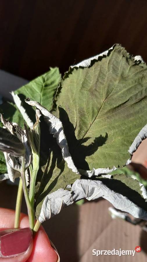 Malina suszone liście suszone łodygi gałązki Jodłownik