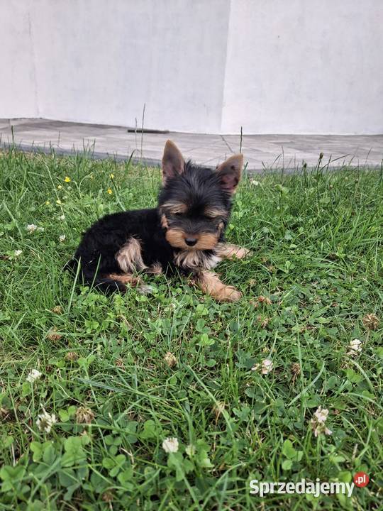 Yorkshire Terrier Suczka XXXXL Gotowa do odbioru Niepołomice