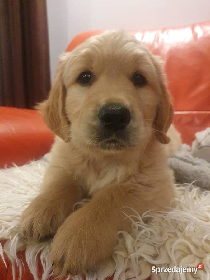 Golden Retriever szczeniak złoty piesek gotowy