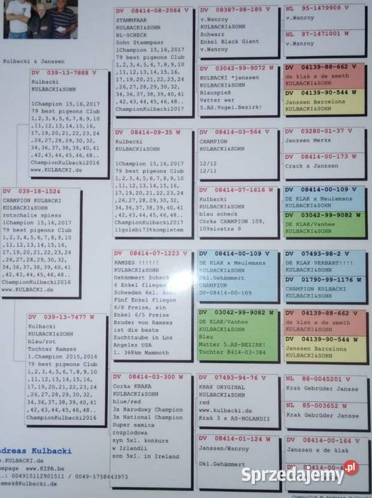 Gołęb pocztowy JanssenKrak Wanroy Paczyna