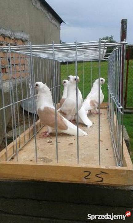 Sprzedam gołębie ozdobne mewki Likwidacja stada Rębusz