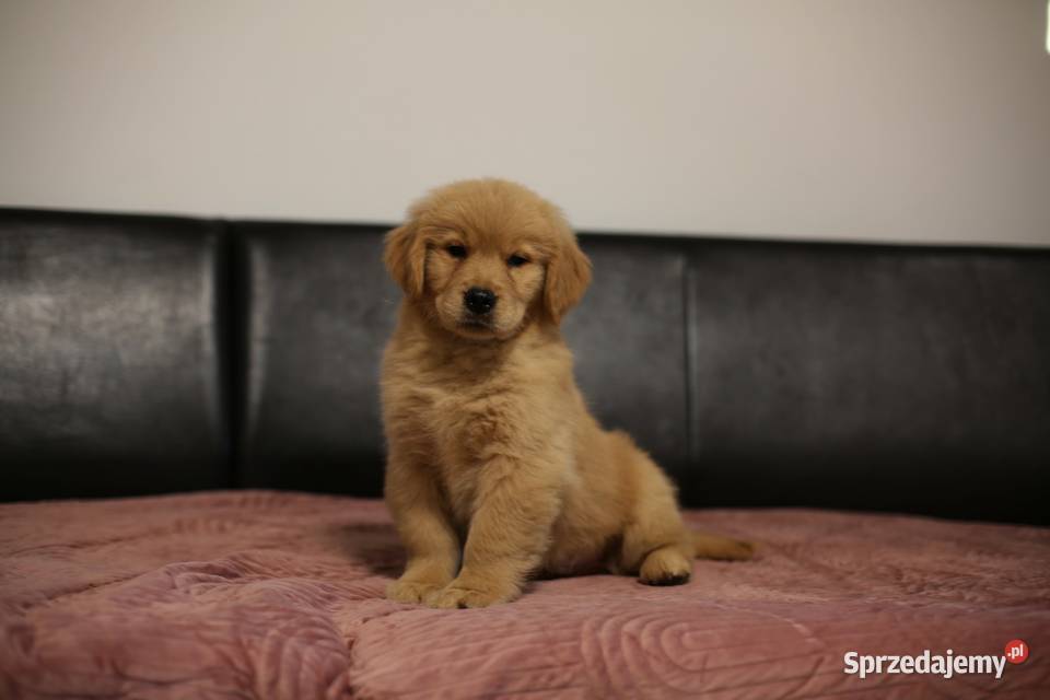 GOLDEN RETRIEVERtyp amerykański ZKwPFCI mniejsze sprzedam