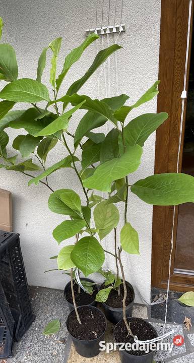Magnolia pośrednia sadzonki Liściaste Bydgoszcz