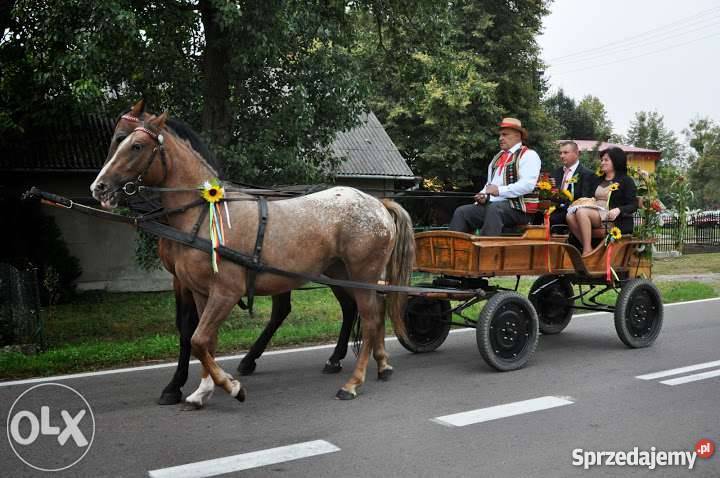 Klacz tarantkatarant lubelskie