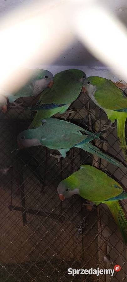 Mnichy nizinne Łużna