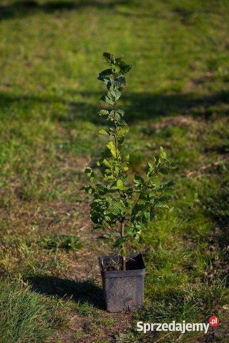 Grab pospolity Carpinus betulus na żywopłot 5070