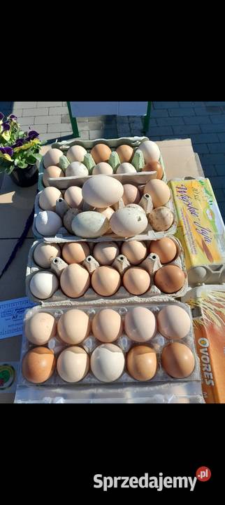 Jaja wiejskie kury na rosół Dybawka