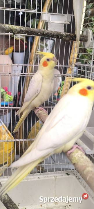 Młode papużki Nimfy Lutino