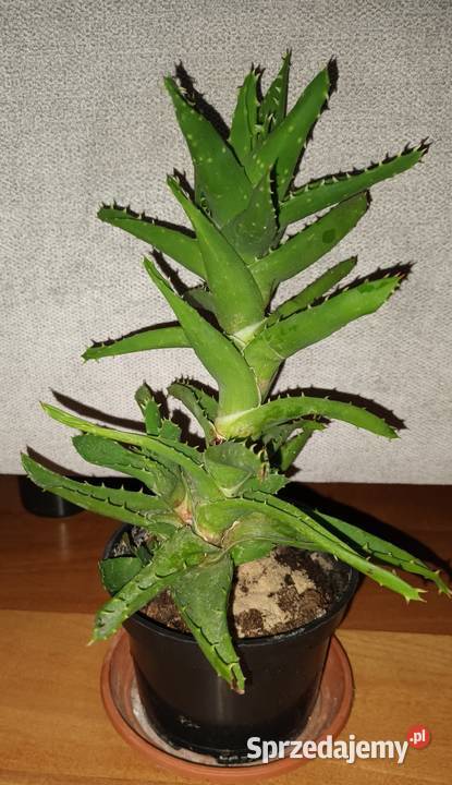 Aloes zielony 3 wysokość 25 Warszawa