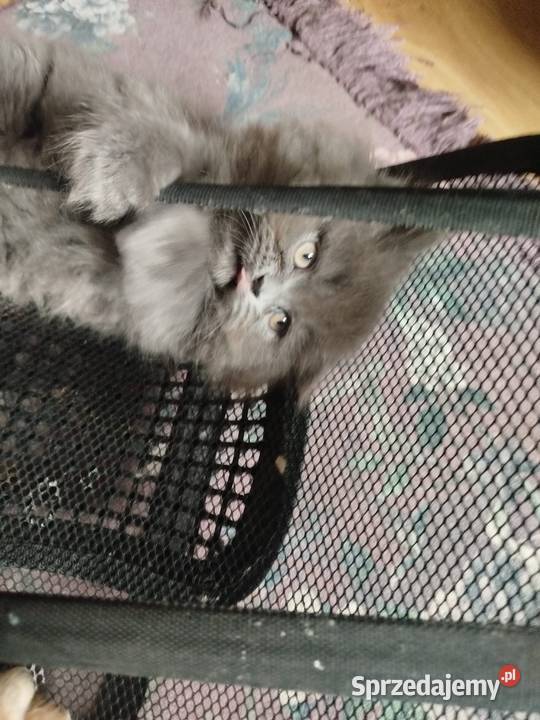 Pers kocurek perski niebieski Perski Gliwice