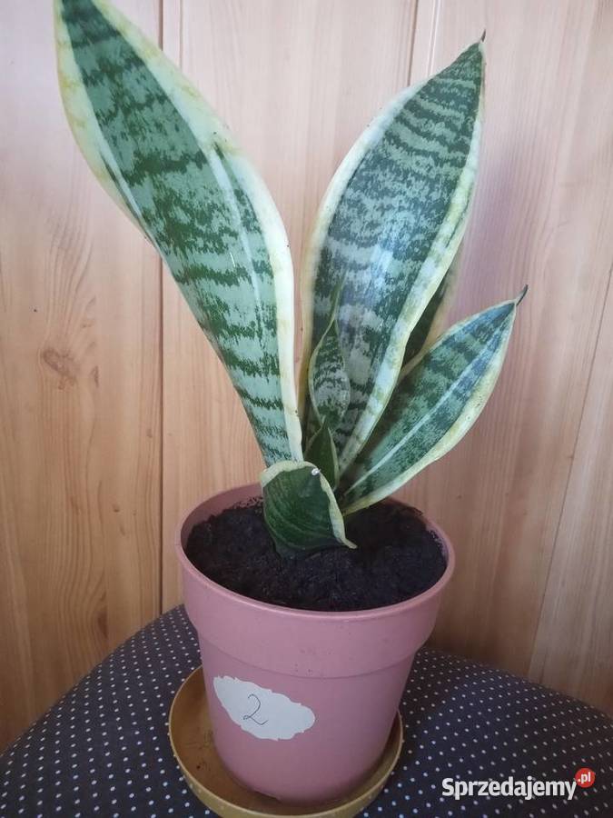 Sansevieria kwiat doniczkowy kwiaty Rośliny Kielce