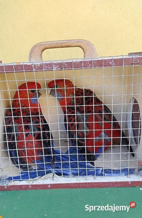 Papugi królewskie para Kosina sprzedam