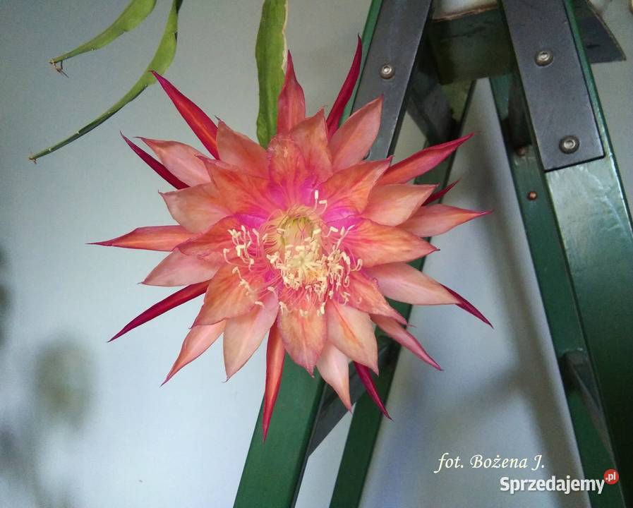 EPIPHYLLUM rarytas w POLSCE rarytas Skawina