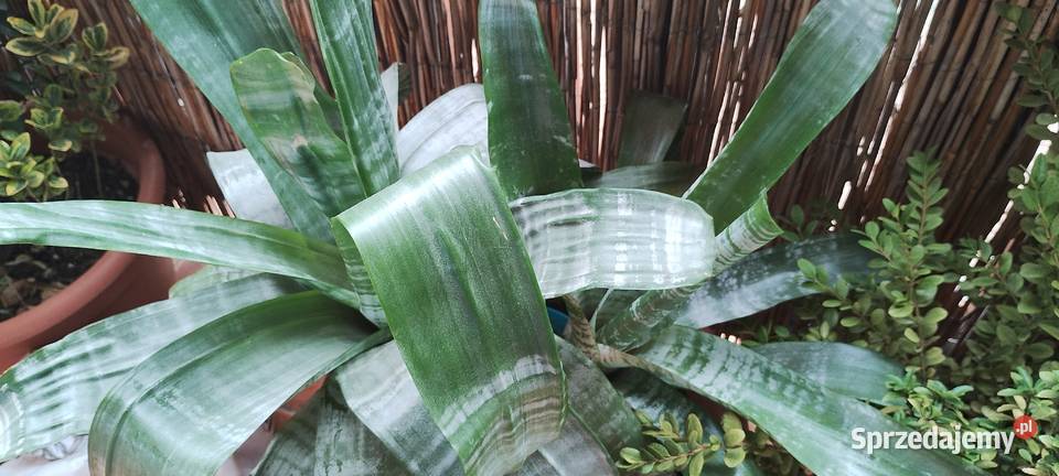 Kwiat ECHMEA wstęgowata Aechmea fasciata wielkopolskie