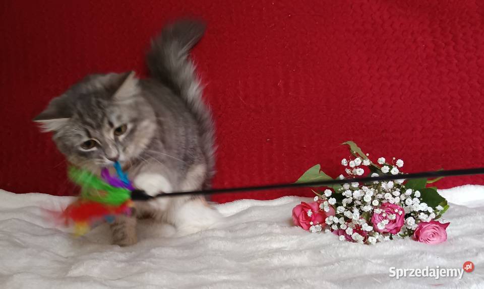 Koty Syberyjskie MELBA ZKolakowegoDomu Kwilcz sprzedam