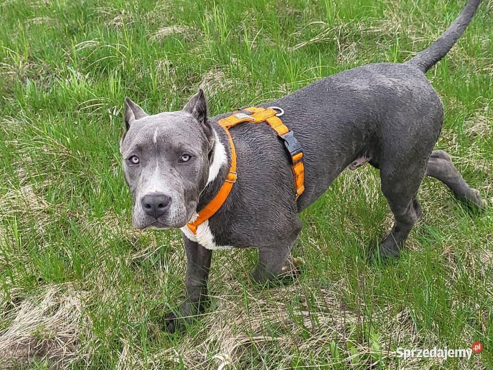 Szczeniaki American Bully XXL szukają domu Pozostałe Konin