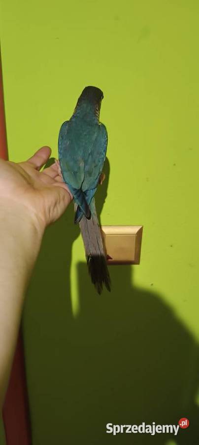 Papugi rudosterki ręcznie karmione Tychy sprzedam