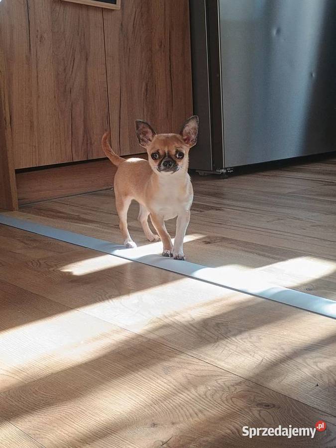 Chihuahua maleńka XXS łódzkie Radomsko