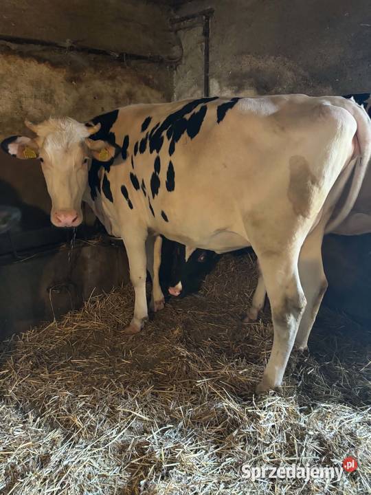 Jałówki Wysokocielne 2 sztuki