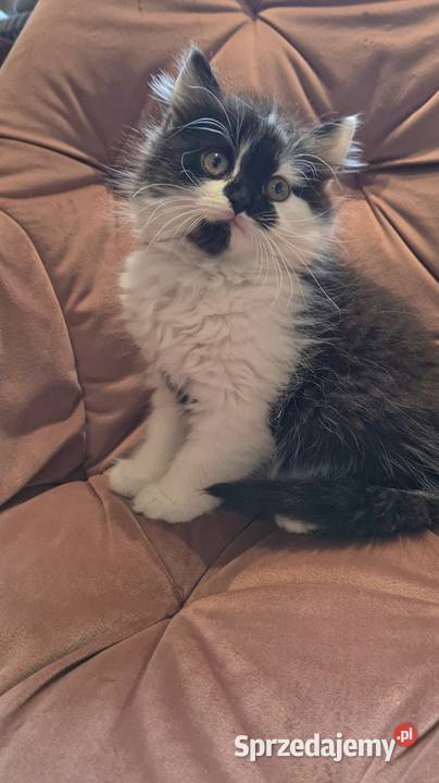 Maine coon chłopak