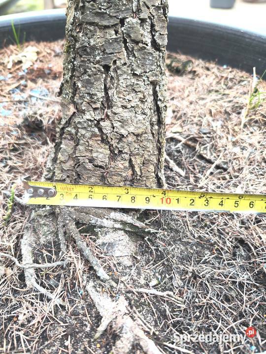 Bonsai Niwaki Modrzew Medynia Łańcucka