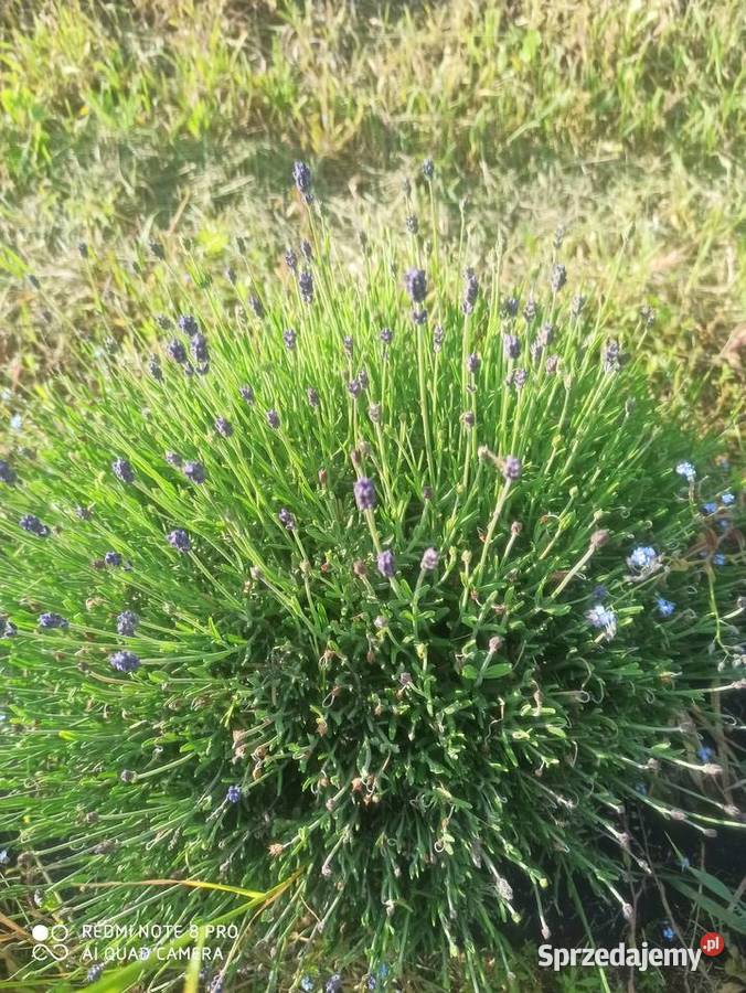 Lawenda lawendula angustifolia sadzonka mazowieckie Korczew