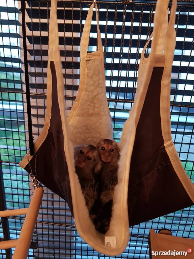 Sprzedam małpki dwie marmozety akcesoria Warszawa sprzedam