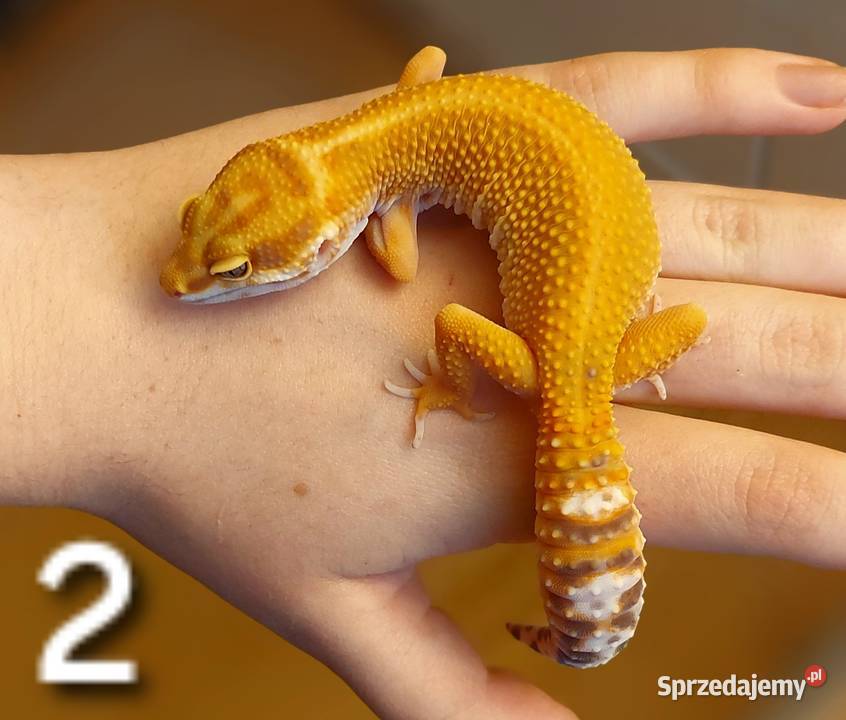 Dwie samice gekona lamparciego Gady i płazy śląskie Hażlach