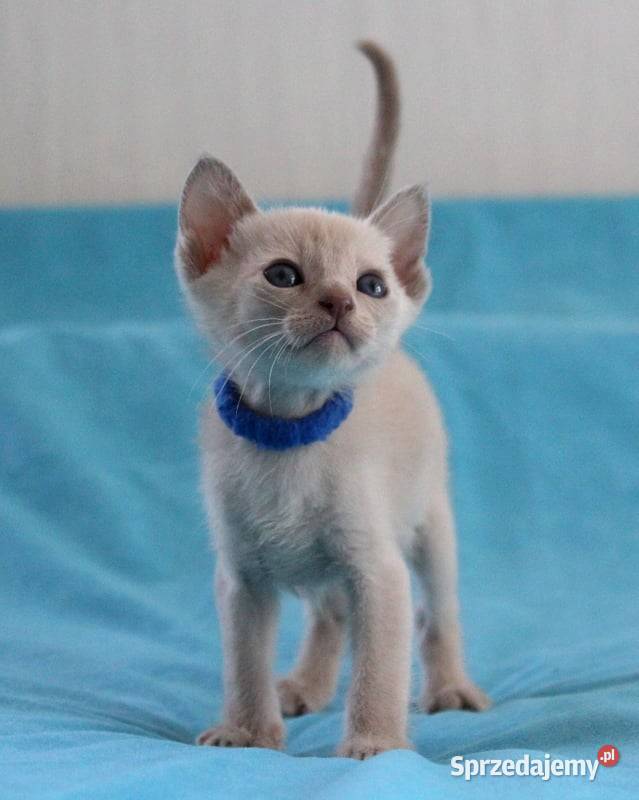 Kocięta tonkijskie kot tonkijski hodowla Zona sprzedam