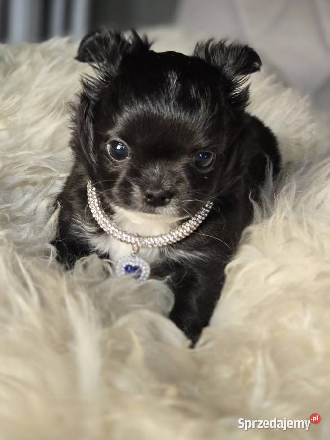 Chihuahua czarna Xxs Bielsko-Biała