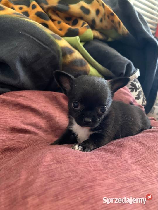 Czarny piesek chihuahua z rodowodem Stare Polesie